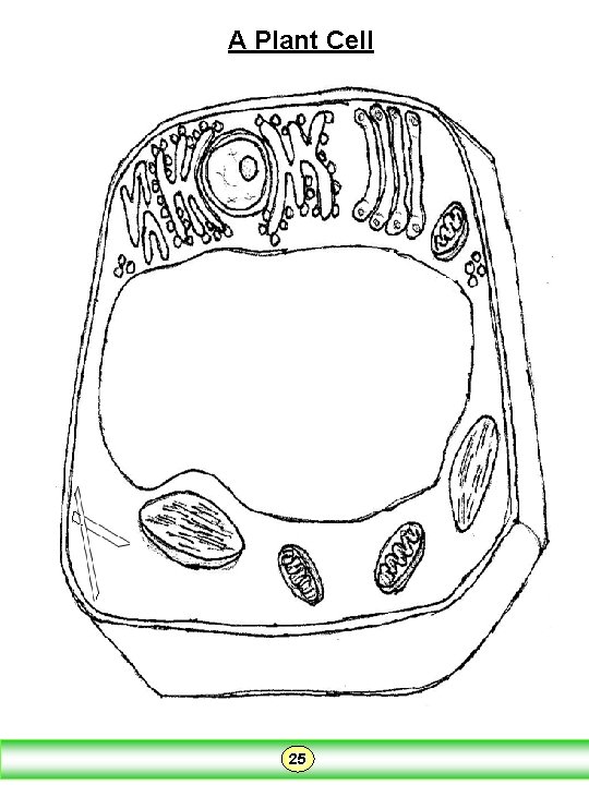 A Plant Cell 25 A Plant Cell 25