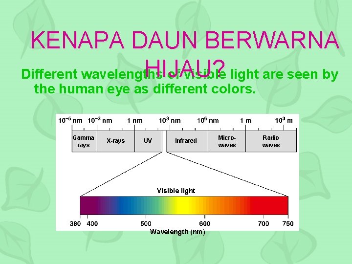 KENAPA DAUN BERWARNA HIJAU? Different wavelengths of visible light are seen by the human