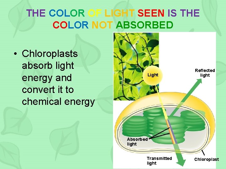 THE COLOR OF LIGHT SEEN IS THE COLOR NOT ABSORBED • Chloroplasts absorb light