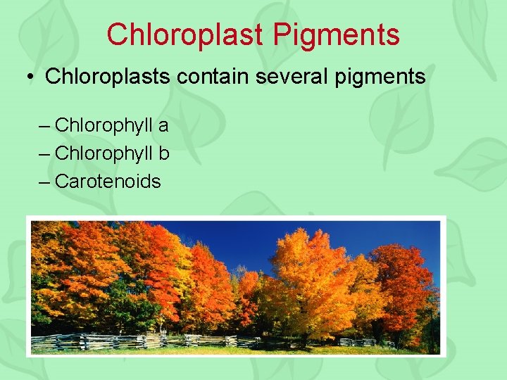 Chloroplast Pigments • Chloroplasts contain several pigments – Chlorophyll a – Chlorophyll b –