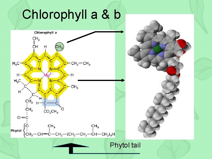 Chlorophyll a & b • Chl a has a methyl group • Chl b