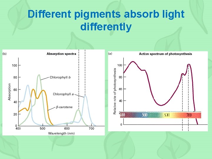 Different pigments absorb light differently 