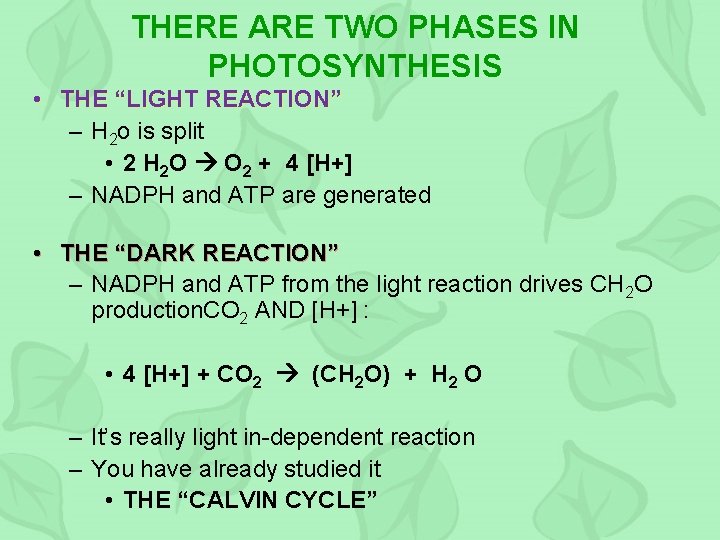 THERE ARE TWO PHASES IN PHOTOSYNTHESIS • THE “LIGHT REACTION” – H 2 o