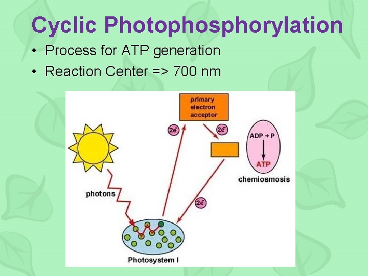 Cyclic Photophosphorylation • Process for ATP generation • Reaction Center => 700 nm 