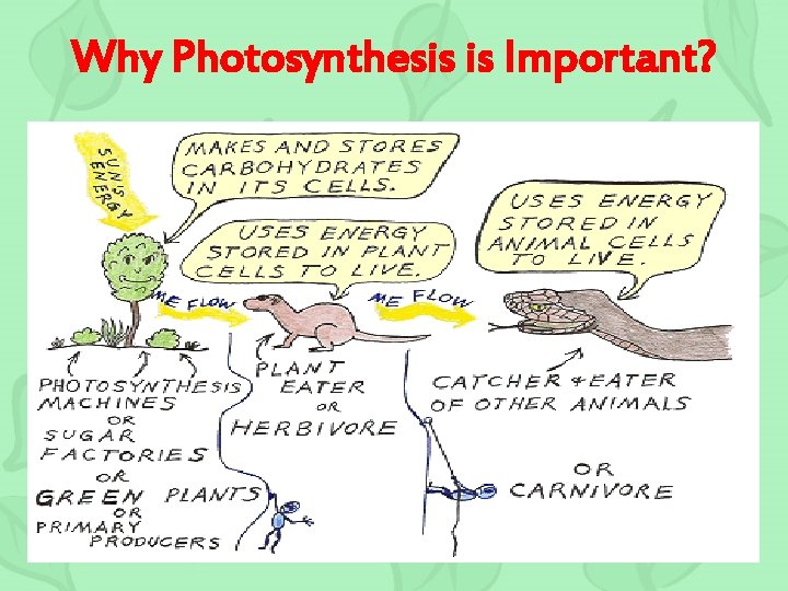 Why Photosynthesis is Important? 