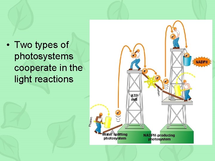  • Two types of photosystems cooperate in the light reactions Photon ATP mill