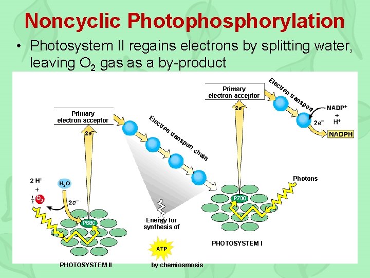 Noncyclic Photophosphorylation • Photosystem II regains electrons by splitting water, leaving O 2 gas