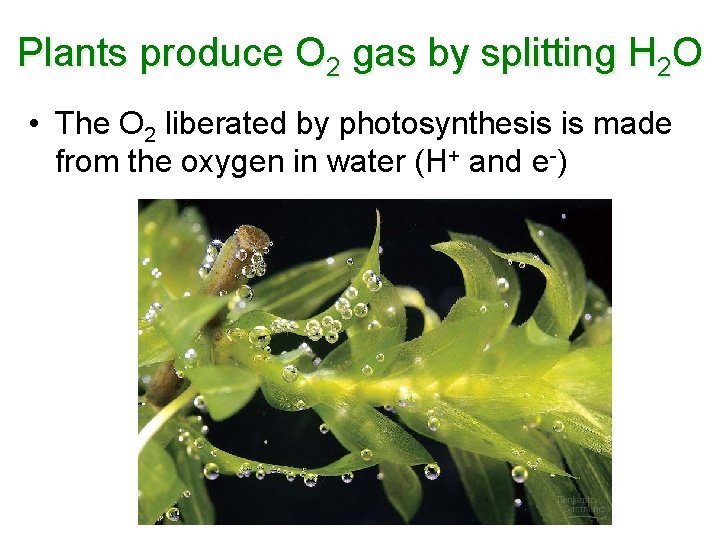 Plants produce O 2 gas by splitting H 2 O • The O 2