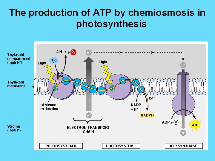 The production of ATP by chemiosmosis in photosynthesis Thylakoid compartment (high H+) Light Thylakoid