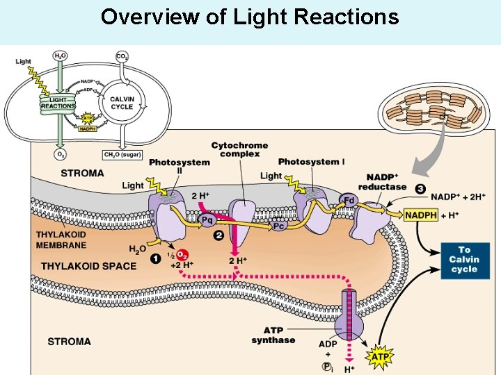 Overview of Light Reactions 