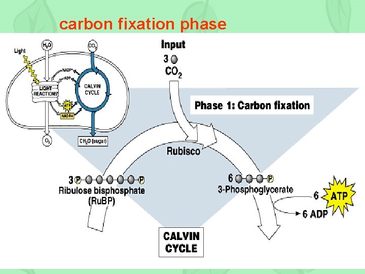 carbon fixation phase 