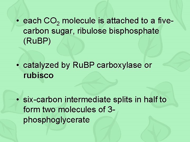  • each CO 2 molecule is attached to a fivecarbon sugar, ribulose bisphosphate