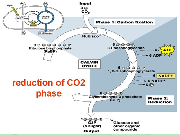 reduction of CO 2 phase 