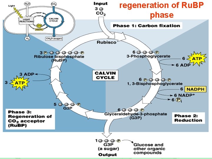 regeneration of Ru. BP phase 