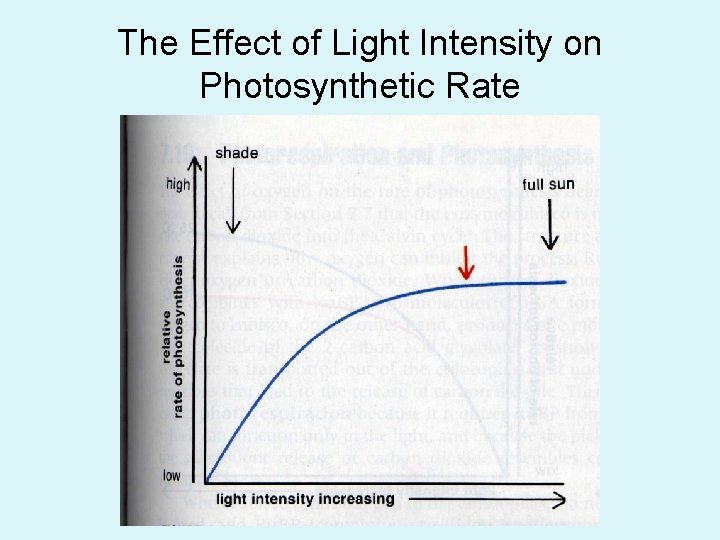 The Effect of Light Intensity on Photosynthetic Rate 