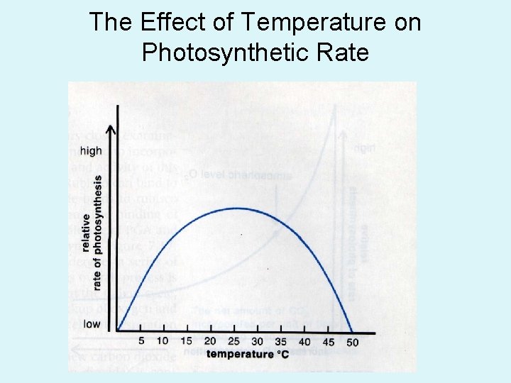 The Effect of Temperature on Photosynthetic Rate 