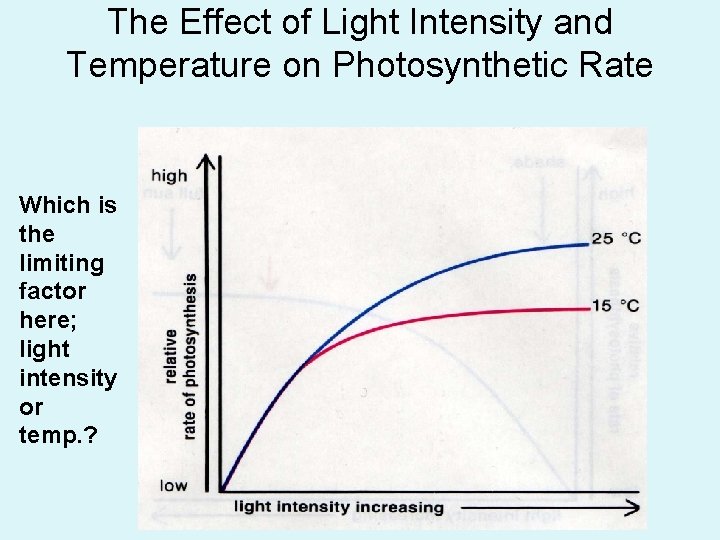 The Effect of Light Intensity and Temperature on Photosynthetic Rate Which is the limiting