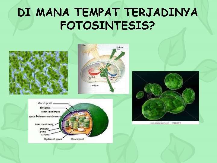 DI MANA TEMPAT TERJADINYA FOTOSINTESIS? 