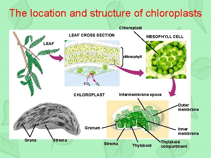 The location and structure of chloroplasts Chloroplast LEAF CROSS SECTION MESOPHYLL CELL LEAF Mesophyll