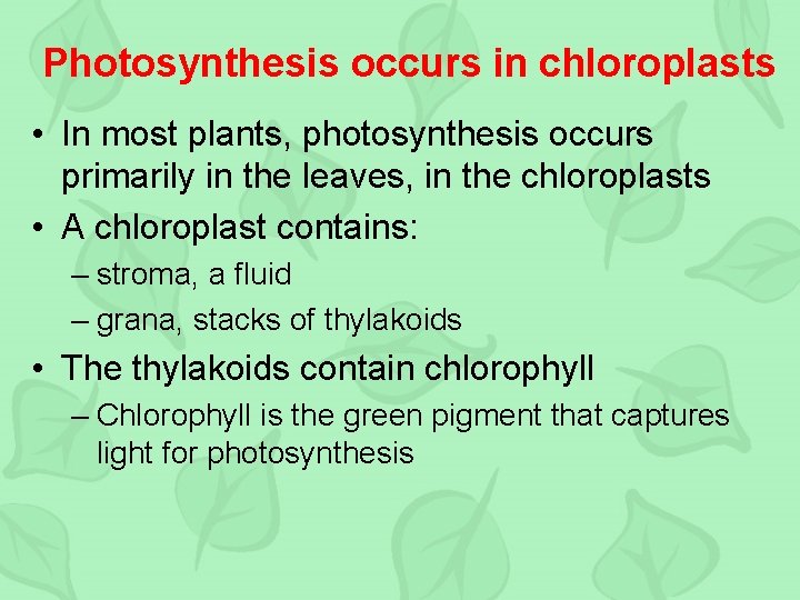 Photosynthesis occurs in chloroplasts • In most plants, photosynthesis occurs primarily in the leaves,