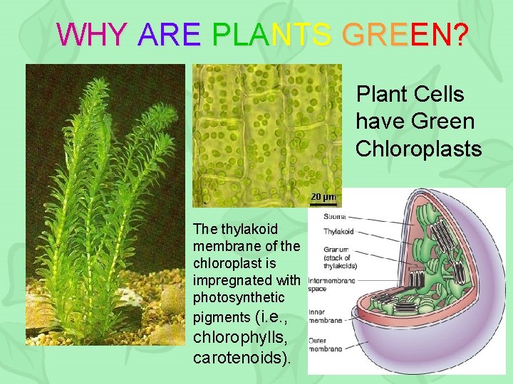 WHY ARE PLANTS GREEN? Plant Cells have Green Chloroplasts The thylakoid membrane of the