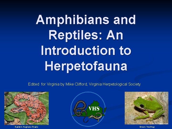 Amphibians and Reptiles: An Introduction to Herpetofauna Edited for Virginia by Mike Clifford, Virginia