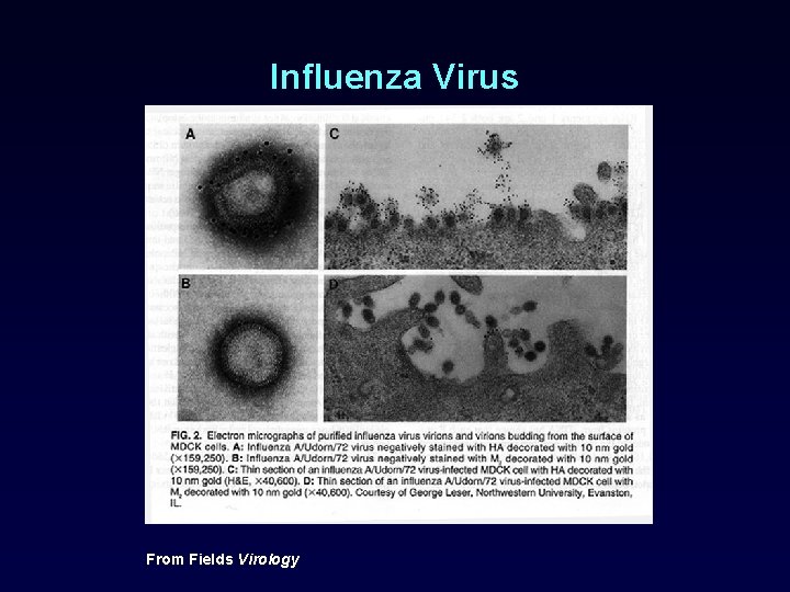 Influenza Virus From Fields Virology 