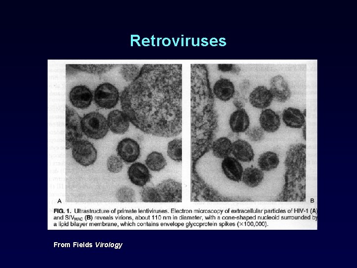 Retroviruses From Fields Virology 