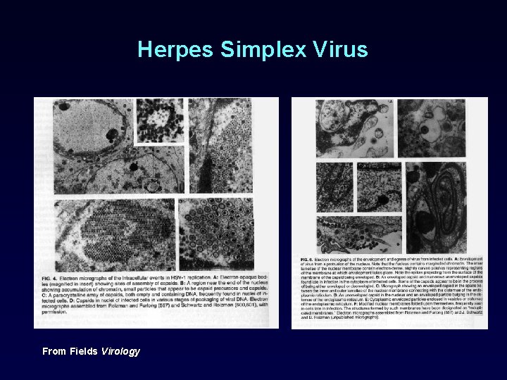 Herpes Simplex Virus From Fields Virology 