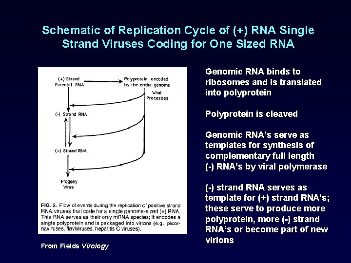 Schematic of Replication Cycle of (+) RNA Single Strand Viruses Coding for One Sized