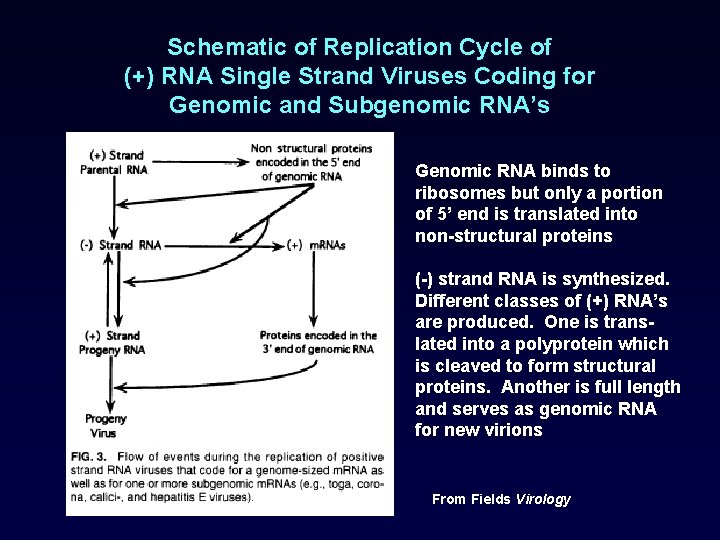 Schematic of Replication Cycle of (+) RNA Single Strand Viruses Coding for Genomic and