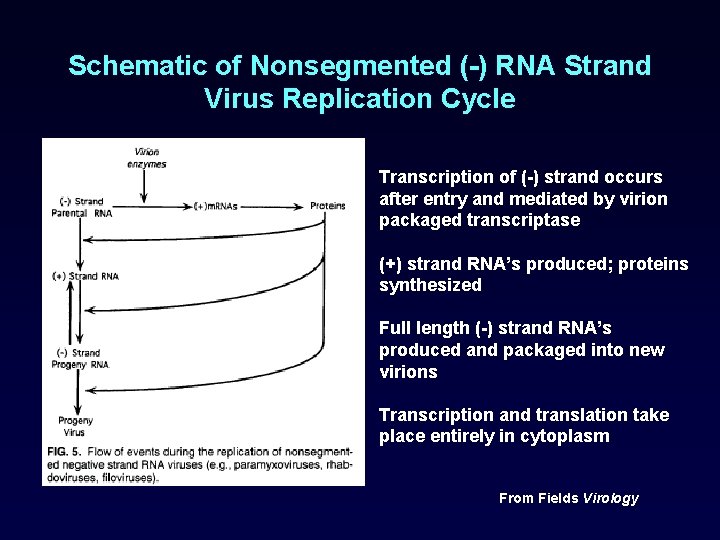 Schematic of Nonsegmented (-) RNA Strand Virus Replication Cycle Transcription of (-) strand occurs