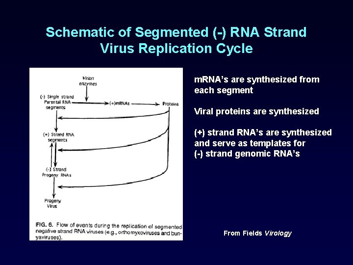 Schematic of Segmented (-) RNA Strand Virus Replication Cycle m. RNA’s are synthesized from