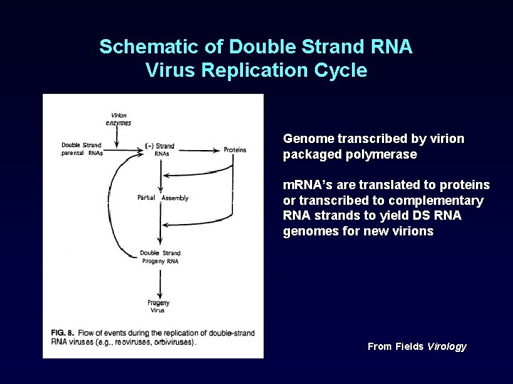 Schematic of Double Strand RNA Virus Replication Cycle Genome transcribed by virion packaged polymerase