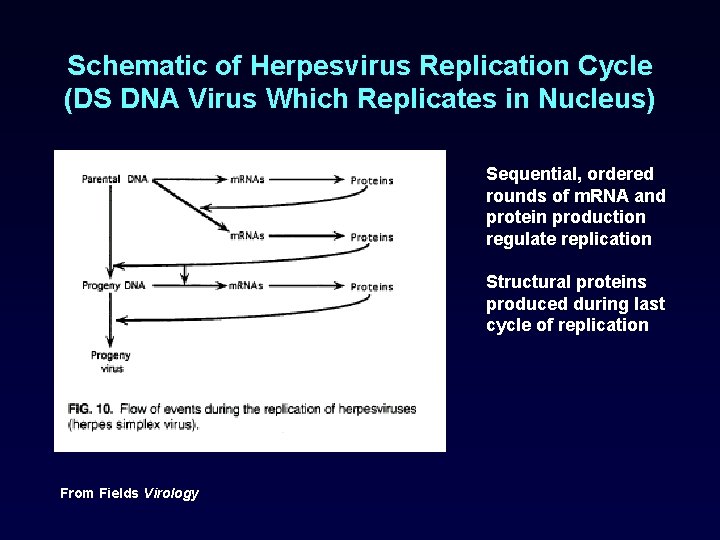 Schematic of Herpesvirus Replication Cycle (DS DNA Virus Which Replicates in Nucleus) Sequential, ordered