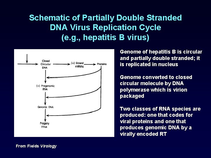 Schematic of Partially Double Stranded DNA Virus Replication Cycle (e. g. , hepatitis B