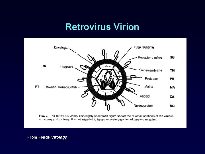 Retrovirus Virion From Fields Virology 
