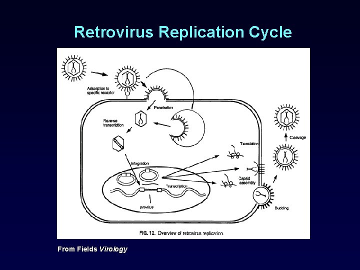 Retrovirus Replication Cycle From Fields Virology 
