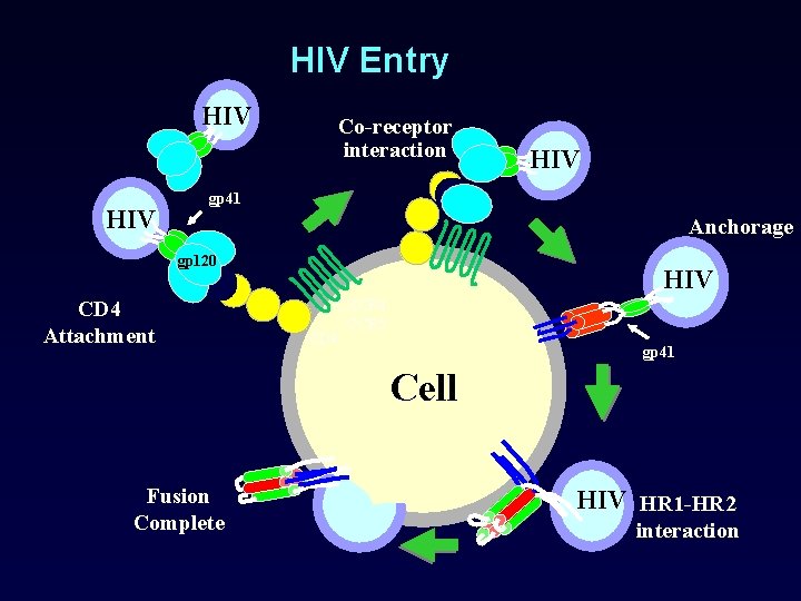 HIV Entry HIV Co-receptor interaction HIV gp 41 Anchorage gp 120 CD 4 Attachment