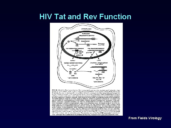 HIV Tat and Rev Function From Fields Virology 