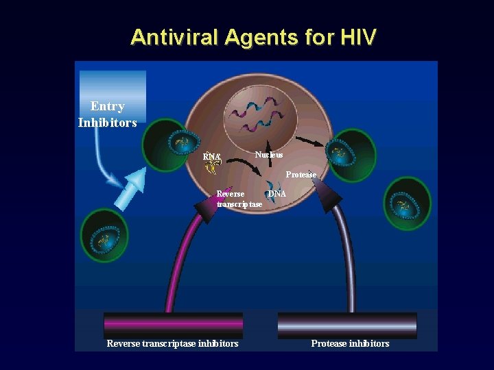 Antiviral Agents for HIV Entry Inhibitors RNA Nucleus Protease Reverse DNA transcriptase Reverse transcriptase