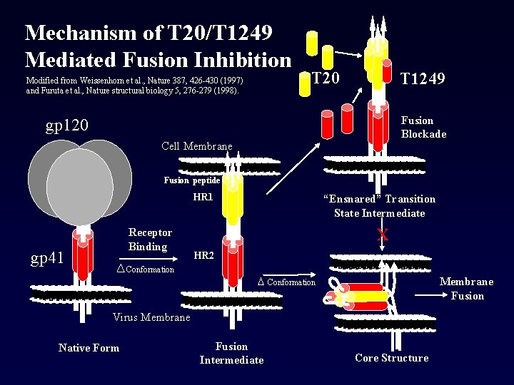 Mechanism of T 20/T 1249 Mediated Fusion Inhibition Modified from Weissenhorn et al. ,