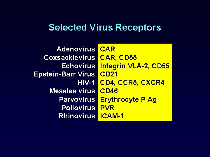 Selected Virus Receptors Adenovirus Coxsackievirus Echovirus Epstein-Barr Virus HIV-1 Measles virus Parvovirus Poliovirus Rhinovirus