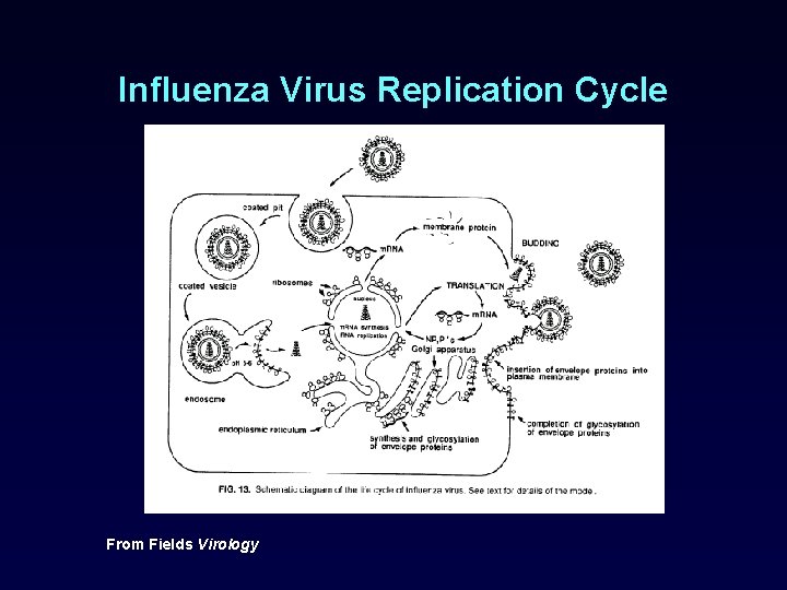 Influenza Virus Replication Cycle From Fields Virology 
