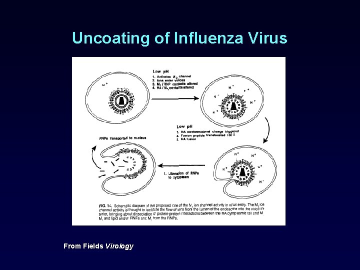 Uncoating of Influenza Virus From Fields Virology 