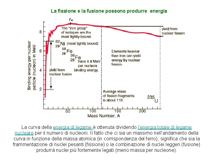 La fissione e la fusione possono produrre energia La curva della energia di legame