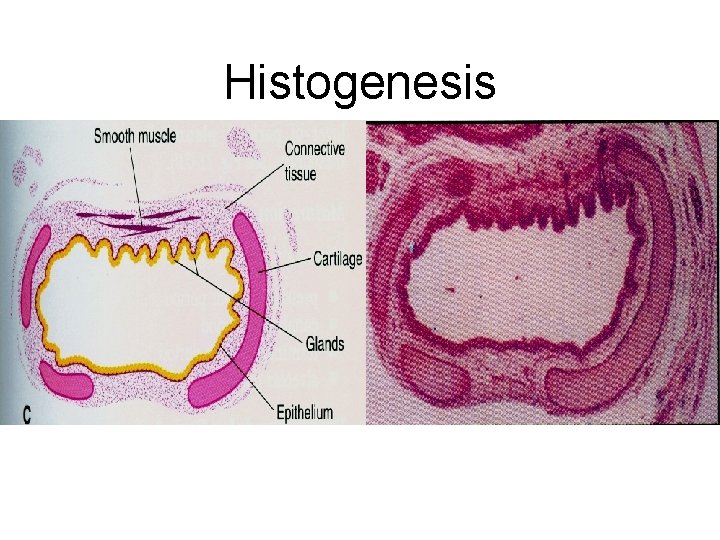 Histogenesis 