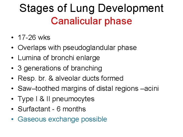 Stages of Lung Development Canalicular phase • • • 17 -26 wks Overlaps with