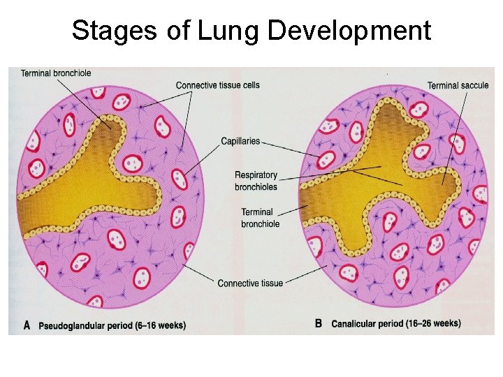 Stages of Lung Development 