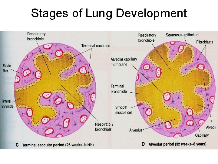 Stages of Lung Development 